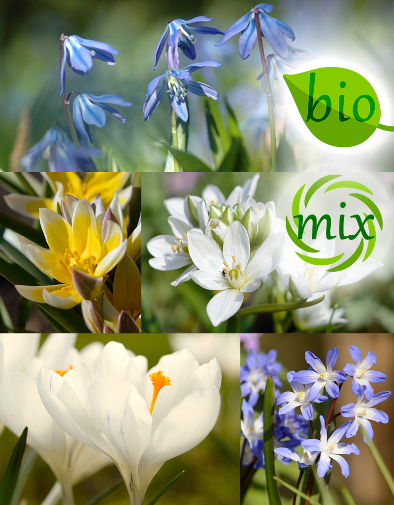 Mix  Mix: Vroege Nectar voor de bij - BIO - 150 stuks voor 3 tot 6m2