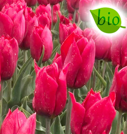 Tulp  Tulipa 'Strong Love', BIO