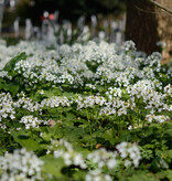 Look (kaukasisch)  Pachyphragma macrophyllum (Kaukasische look) (zaad)