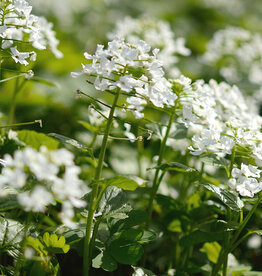 Look (kaukasisch)  Pachyphragma macrophyllum (zaad)