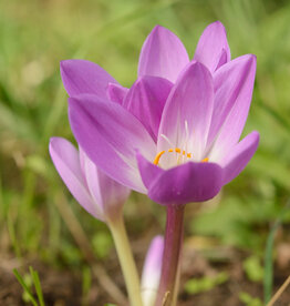 Herfsttijloos  Colchicum speciosum 'Atrorubens' - AANBIEDING