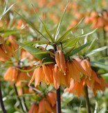 Keizerskroon  Fritillaria 'Early Dream' (Keizerskroon), BIO - AANBIEDING