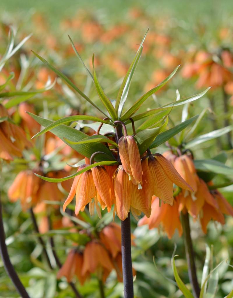 Keizerskroon  Fritillaria 'Early Dream' (Keizerskroon), BIO - AANBIEDING
