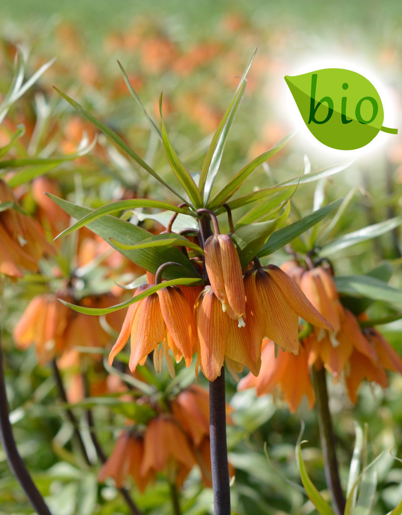 Keizerskroon  Fritillaria 'Early Dream' (Keizerskroon), BIO - AANBIEDING