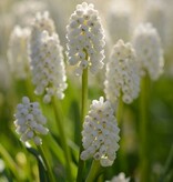 Blauwe druifjes  Muscari aucheri 'White Magic' (Blauwe druifjes), BIO - AANBIEDING