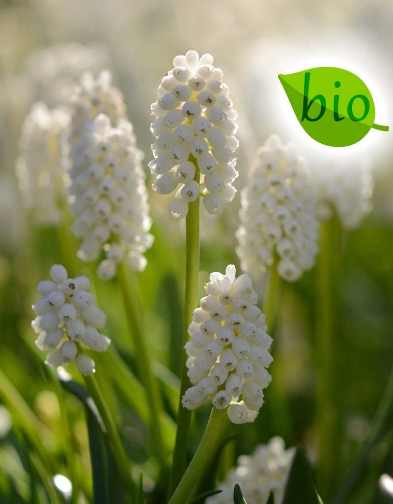 Blauwe druifjes  Muscari aucheri 'White Magic' (Blauwe druifjes), BIO - AANBIEDING