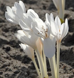 Herfsttijloos  Colchicum autumnale 'Album' - AANBIEDING