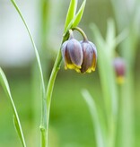Vossedruif  Fritillaria uva-vulpis (Vossedruif) - AANBIEDING