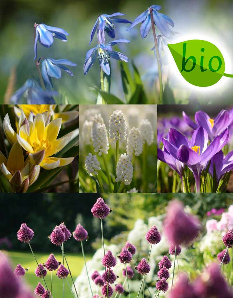 Mix  250 Biologische bollen pakket