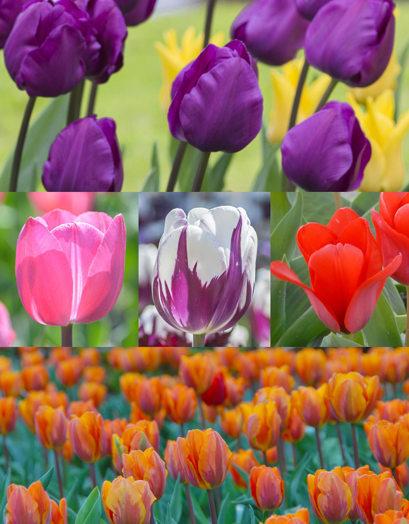 Mix  250 Tulpen pakket