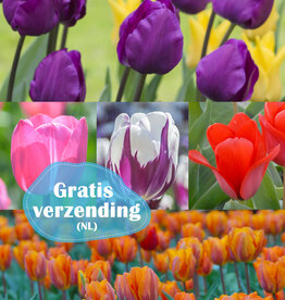 Mix  250 Tulpen pakket