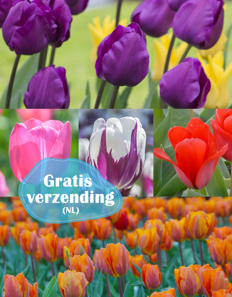 Mix  250 Tulpen pakket