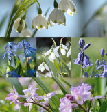 Mix  Vijfhonderd Verwilderingsbollen pakket