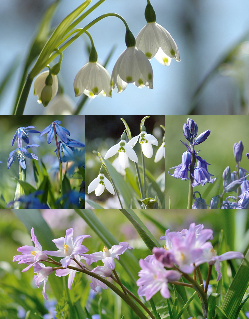 Mix  Vijfhonderd Verwilderingsbollen pakket