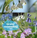 Mix  Vijfhonderd Verwilderingsbollen pakket