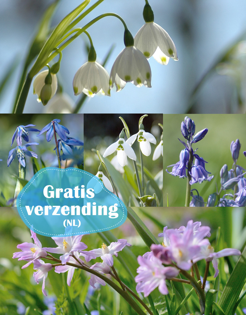 Mix  Vijfhonderd Verwilderingsbollen pakket