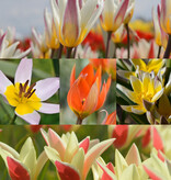 Mix  250 Botanische tulpjes pakket