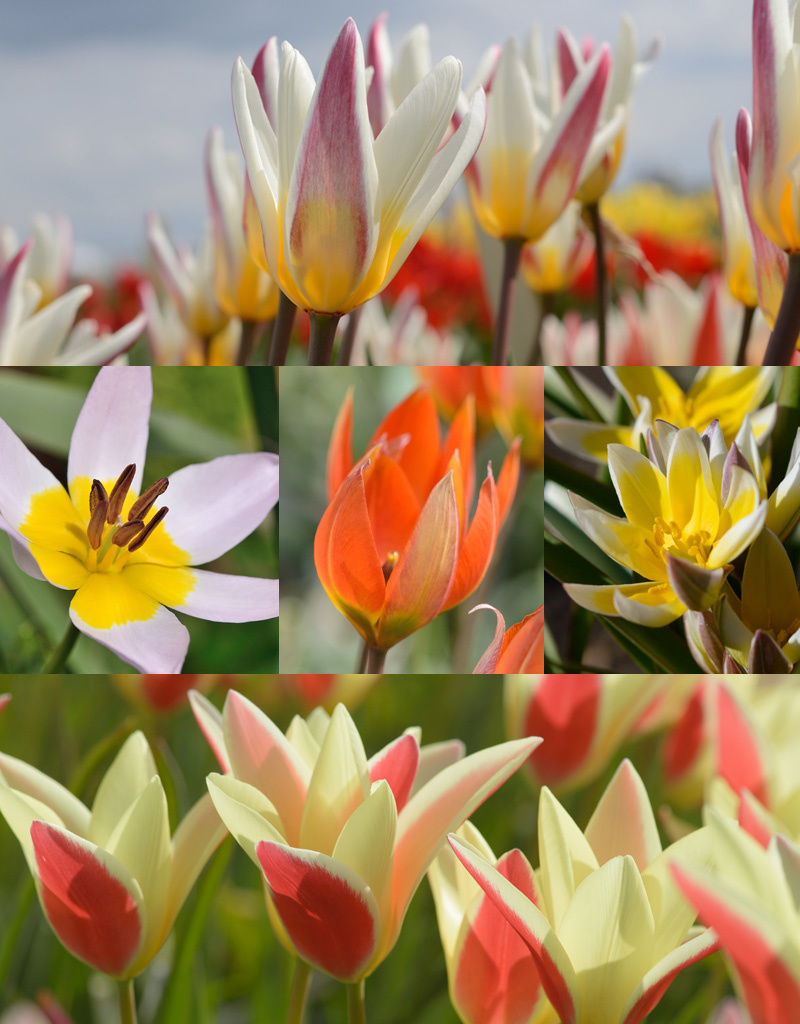 Mix  250 Botanische tulpjes pakket