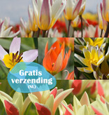 Mix  250 Botanische tulpjes pakket