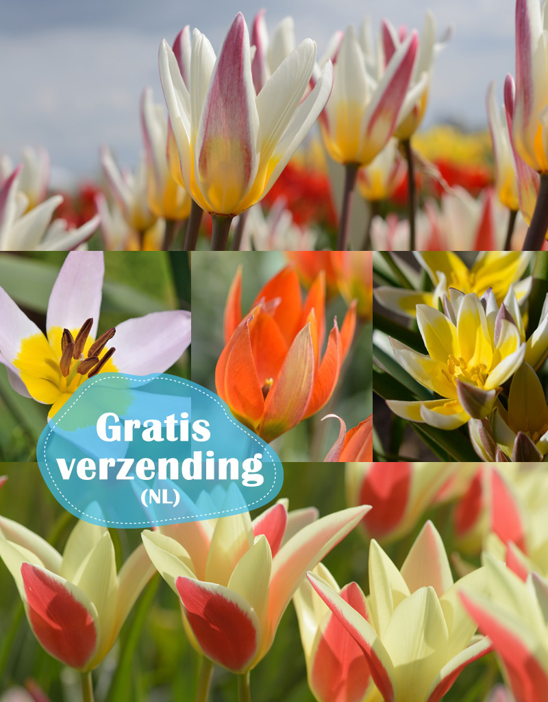 Mix  250 Botanische tulpjes pakket