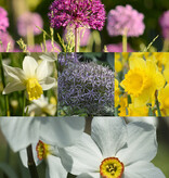 Mix  210 Narcissen & Sieruien pakket