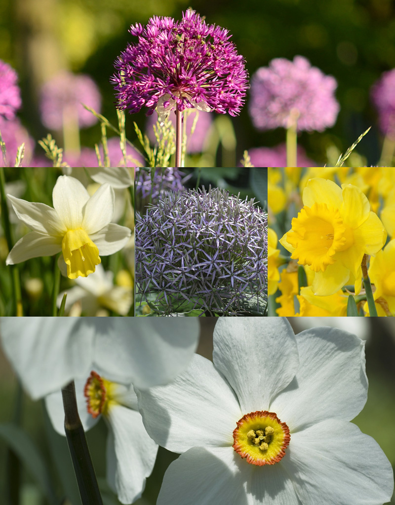 Mix  210 Narcissen & Sieruien pakket