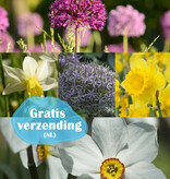 Mix  210 Narcissen & Sieruien pakket