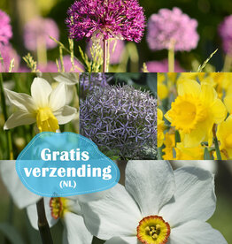 Mix  210 Narcissen & Sieruien pakket