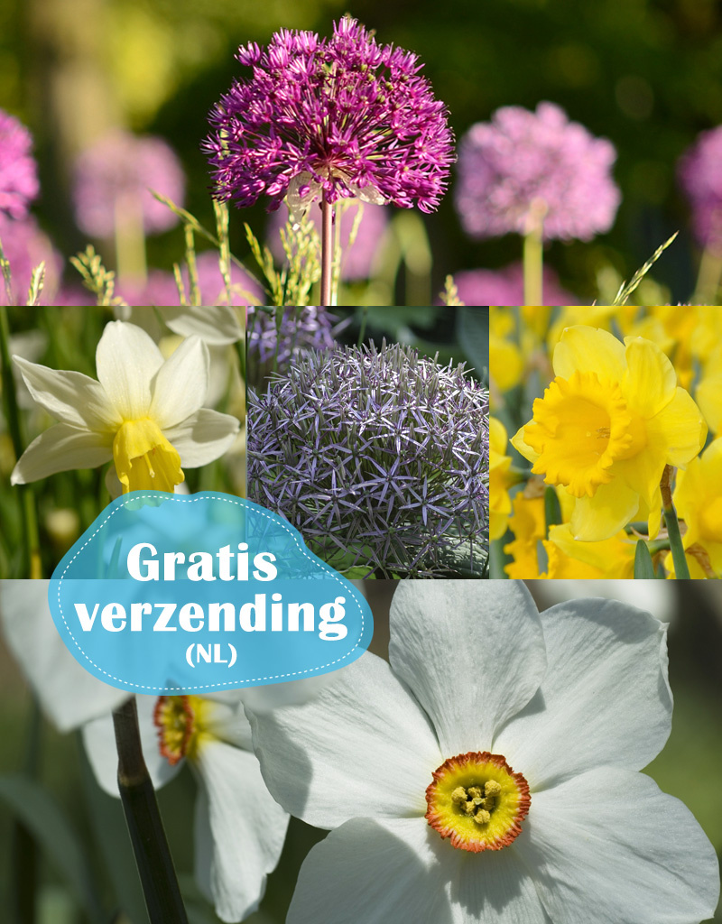 Mix  210 Narcissen & Sieruien pakket