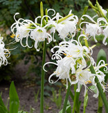 Spinlelie Hymenocallis ismene festalis