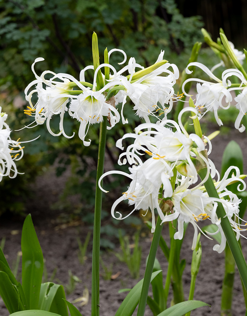 Spinlelie Hymenocallis ismene festalis