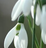 Sneeuwklokje  Galanthus elwesii - 'in het Groen' (groot sneeuwklokje) - Stinzenplant