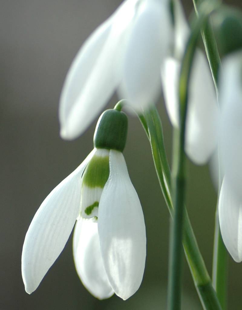 Sneeuwklokje  Galanthus elwesii - 'in het Groen' (groot sneeuwklokje) - Stinzenplant