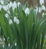 Sneeuwklokje  Galanthus elwesii - 'in het Groen' (groot sneeuwklokje) - Stinzenplant