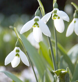Sneeuwklokje  Galanthus elwesii - 'in het Groen' (groot sneeuwklokje) - Stinzenplant