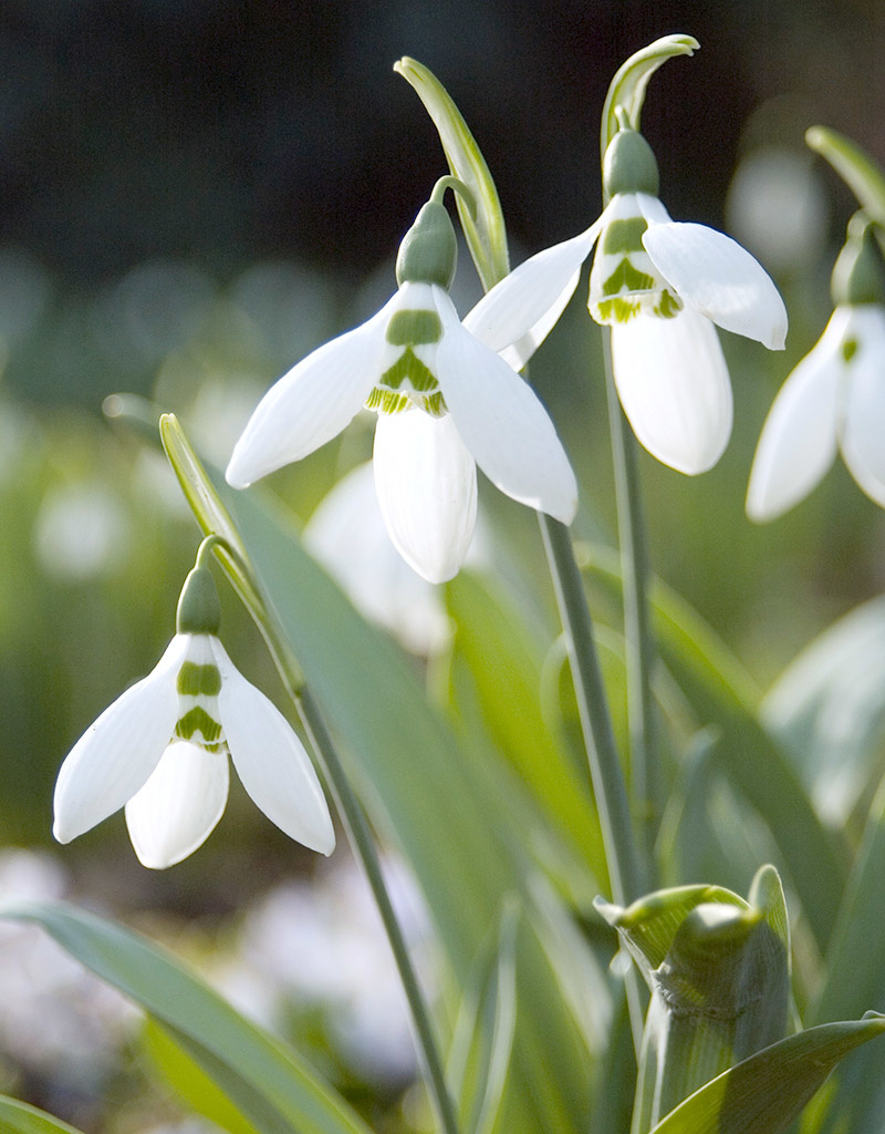 Sneeuwklokje  Galanthus elwesii - 'in het Groen' (groot sneeuwklokje) - Stinzenplant
