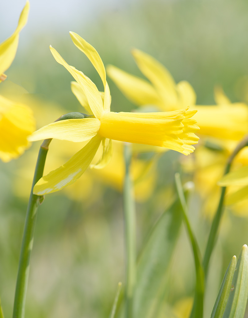 Narcis  Narcissus 'Mite' - 'in het Groen'