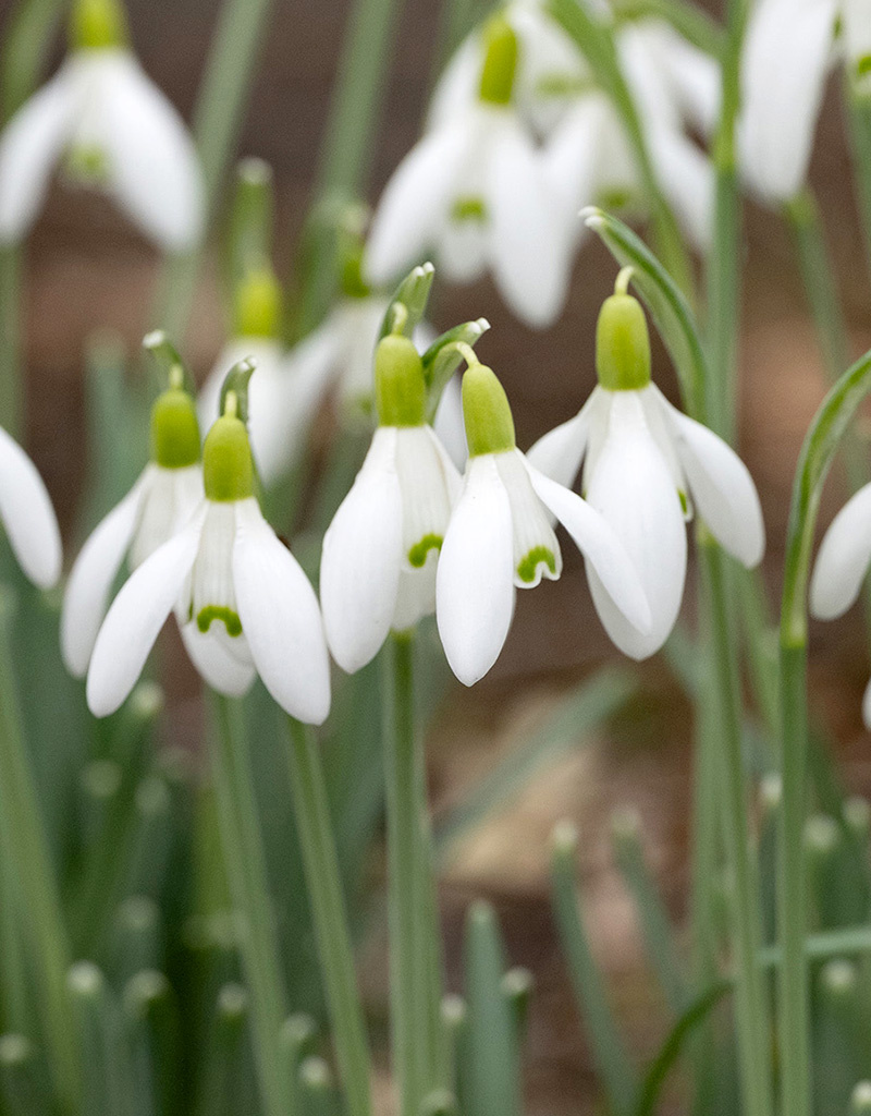 Sneeuwklokje  Galanthus nivalis 'White Dream' (sneeuwklokje) - 'in het Groen'