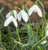Sneeuwklokje  Galanthus 'Straffan' (sneeuwklokje) - 'in het Groen'