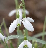 Sneeuwklokje  Galanthus nivalis 'Magnet' (sneeuwklokje) - 'in het Groen'