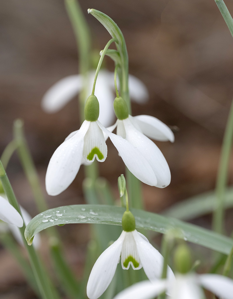 Sneeuwklokje  Galanthus nivalis 'Magnet' (sneeuwklokje) - 'in het Groen'
