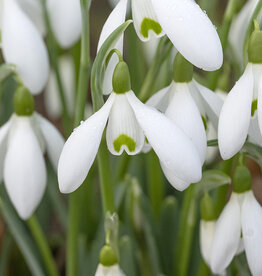 Sneeuwklokje  Galanthus plicatus - 'in het Groen'