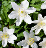 Anemoon (bos)  Anemone nemorosa 'Leeds Variety' (bosanemoon) - Stinzenplant (directe levering)