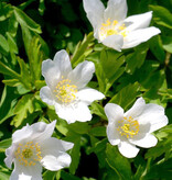 Anemoon (bos)  Anemone nemorosa 'Leeds Variety' (bosanemoon) - Stinzenplant (directe levering)