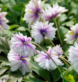 Anemoon (bos)  Anemone nemorosa 'Blue Eyes' (Bosanemoon) - Stinzenplant (directe levering)