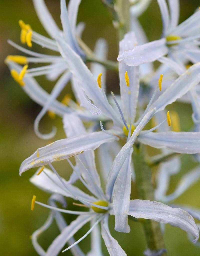 Indianenbloem  Camassia cusickii (indianenbloem), BIO