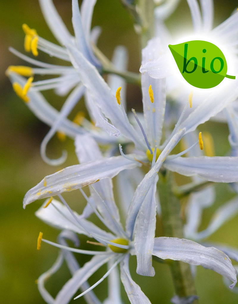 Indianenbloem  Camassia cusickii (indianenbloem), BIO