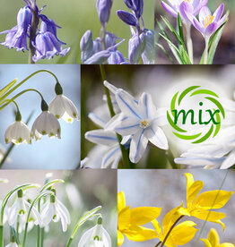 Mix  Mix: Echte stinzenbollenmix