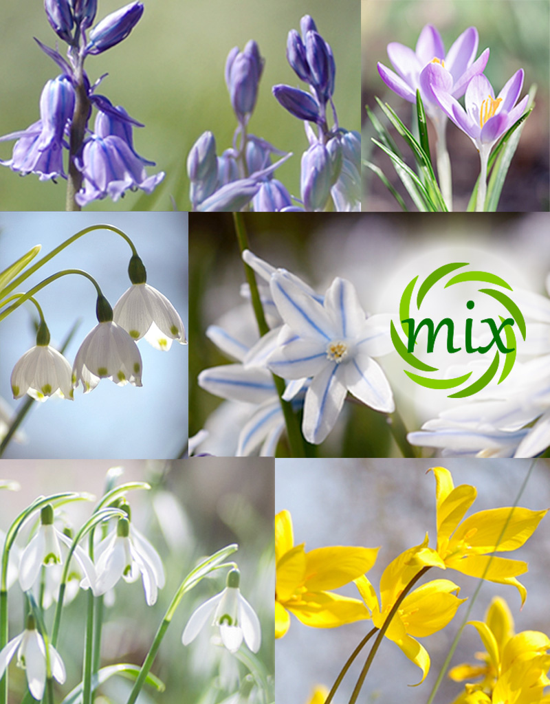 Mix  Mix: Echte stinzenbollenmix