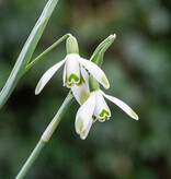 Sneeuwklokje  Galanthus nivalis 'Warei' (sneeuwklokje) - 'in het Groen'